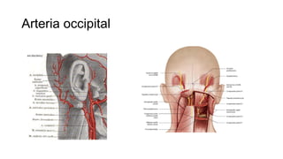 Arteria occipital
 