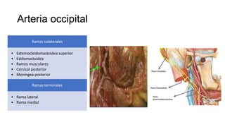Arteria occipital
Ramas colaterales
• Esternocleidomastoidea superior
• Estilomastoidea
• Ramos musculares
• Cervical posterior
• Meníngea posterior
Ramas terminales
• Rama lateral
• Rama medial
 