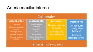 Arteria maxilar interna
Colaterales
Ascendentes
Timpánica
Meníngea accesoria
(menor)
Meníngea media
Temporal profunda
Temporal profunda
anterior
Descendentes
Alveolar inferior
(dentaria)
Masetérica
Bucal
Pterigoideas
Palatina descendente
(superior)
Anteriores
Alveolar superior
posterior
Infraorbitaria
(suborbitaria)
Posteriores
Del conducto
pterigoideo
(vidiana)
Faríngea
(pterigopalatina)
Terminal: Esfenopalatina
 