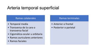 Arteria temporal superficial
Ramas colaterales
• Temporal media
• Transversa de la cara o
transversa facial
• Cigomática ocular u orbitaria
• Ramos auriculares anteriores
• Ramos faciales
Ramas terminales
• Anterior o frontal
• Posterior o parietal
 