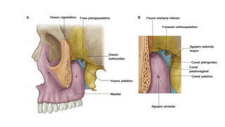 Arteria carótida externa
