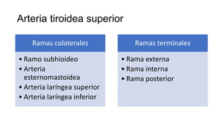 Arteria tiroidea superior
Ramas colaterales
• Ramo subhioideo
• Arteria
esternomastoidea
• Arteria laríngea superior
• Arteria laríngea inferior
Ramas terminales
• Rama externa
• Rama interna
• Rama posterior
 