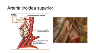 Arteria tiroidea superior
 