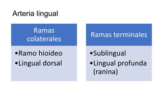 Arteria lingual
Ramas
colaterales
•Ramo hioideo
•Lingual dorsal
Ramas terminales
•Sublingual
•Lingual profunda
(ranina)
 