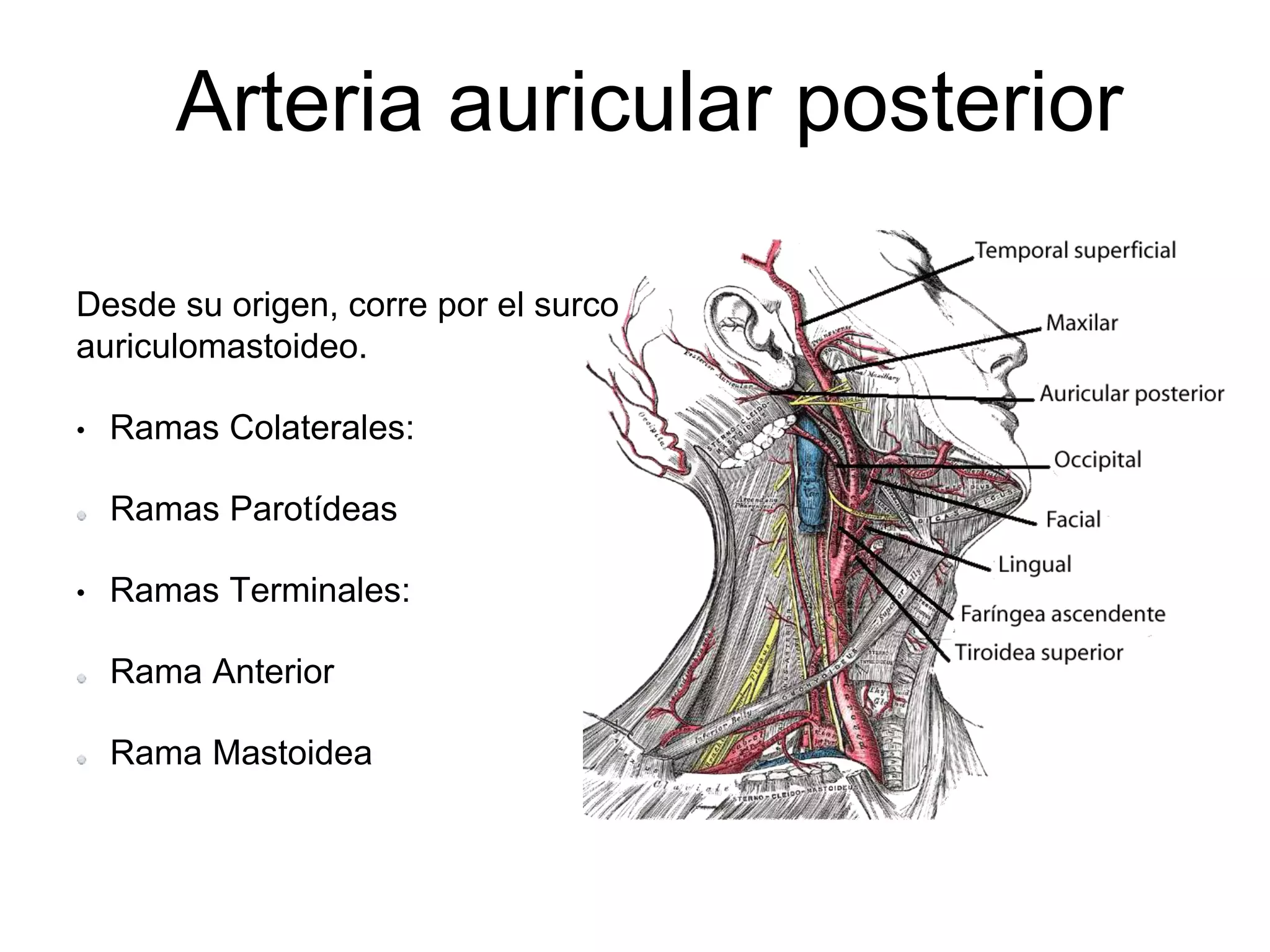 Arteria carótida externa | PPT