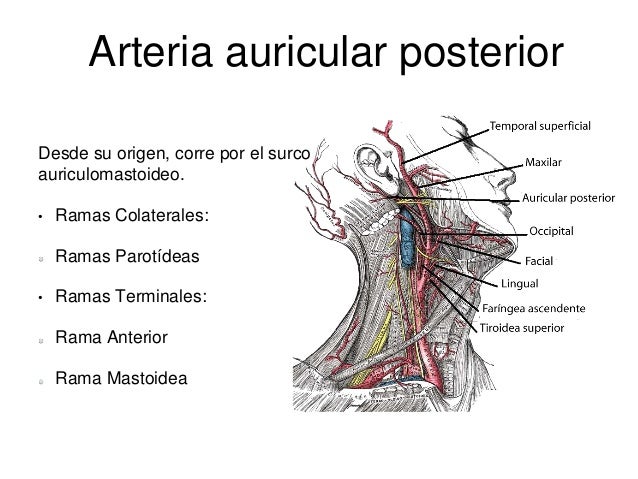 Arteria carótida externa