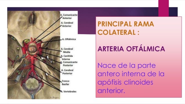 Arteria carótida interna