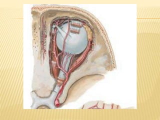 Arteria carótida interna