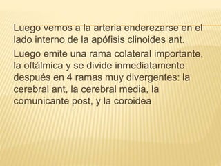 Luego vemos a la arteria enderezarse en el
lado interno de la apófisis clinoides ant.
Luego emite una rama colateral importante,
la oftálmica y se divide inmediatamente
después en 4 ramas muy divergentes: la
cerebral ant, la cerebral media, la
comunicante post, y la coroidea
 