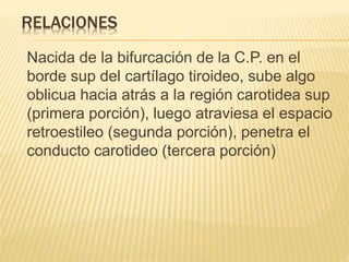 RELACIONES
Nacida de la bifurcación de la C.P. en el
borde sup del cartílago tiroideo, sube algo
oblicua hacia atrás a la región carotidea sup
(primera porción), luego atraviesa el espacio
retroestileo (segunda porción), penetra el
conducto carotideo (tercera porción)
 