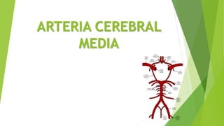 ARTERIA CEREBRAL
MEDIA
 