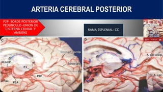ANATOM A NEUROQUIR RGICA ARTERIA CEREBRAL POSTERIOR PPTX anatom-a-neuroquir-rgica-arteria-cerebral-posterior-pptx