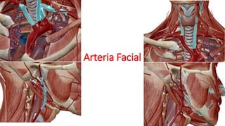 Arteria Facial
 