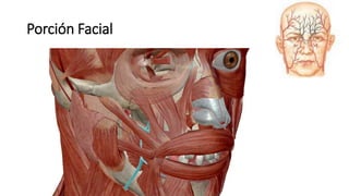 Porción Facial
 