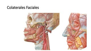 Colaterales Faciales
 