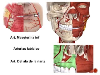 Arterias labiales
Art. Del ala de la nariz
Art. Maseterina inf
 