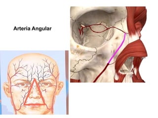 Arteria Angular
 