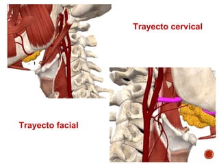 Trayecto cervical
Trayecto facial
 