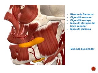 - Risorio de Santorini
- Cigomático menor
- Cigomático mayor
- Músculo elevador del
labio superior
- Músculo platisma
- Músculo buccinador
 