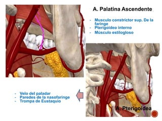 A. Palatina Ascendente
- Musculo constrictor sup. De la
faringe
- Pterigoideo interno
- Músculo estilogloso
- Velo del paladar
- Paredes de la nasofaringe
- Trompa de Eustaquio
A. Pterigoidea
 