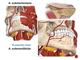 A. submentoniana
- Da pequeñas ramas
A. submandibular
 
