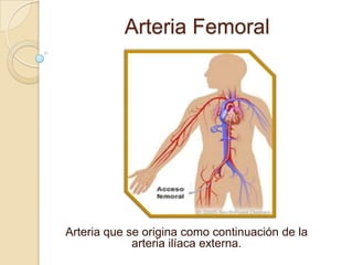 Arteria Femoral
Arteria que se origina como continuación de la
arteria ilíaca externa.
 