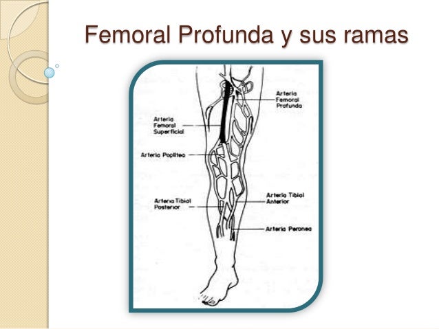 Arteria Femoral En Que Pierna Esta es.slideshare.net