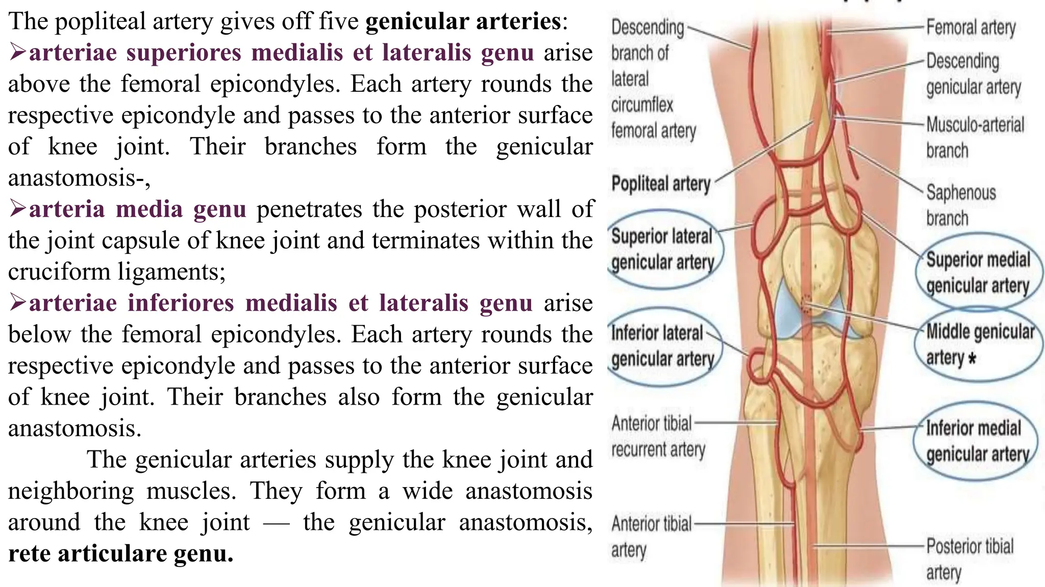 The popliteal artery gives off five genicular arteries:
arteriae superiores medialis et lateralis genu arise
above the femoral epicondyles. Each artery rounds the
respective epicondyle and passes to the anterior surface
of knee joint. Their branches form the genicular
anastomosis-,
arteria media genu penetrates the posterior wall of
the joint capsule of knee joint and terminates within the
cruciform ligaments;
arteriae inferiores medialis et lateralis genu arise
below the femoral epicondyles. Each artery rounds the
respective epicondyle and passes to the anterior surface
of knee joint. Their branches also form the genicular
anastomosis.
The genicular arteries supply the knee joint and
neighboring muscles. They form a wide anastomosis
around the knee joint — the genicular anastomosis,
rete articulare genu.
 