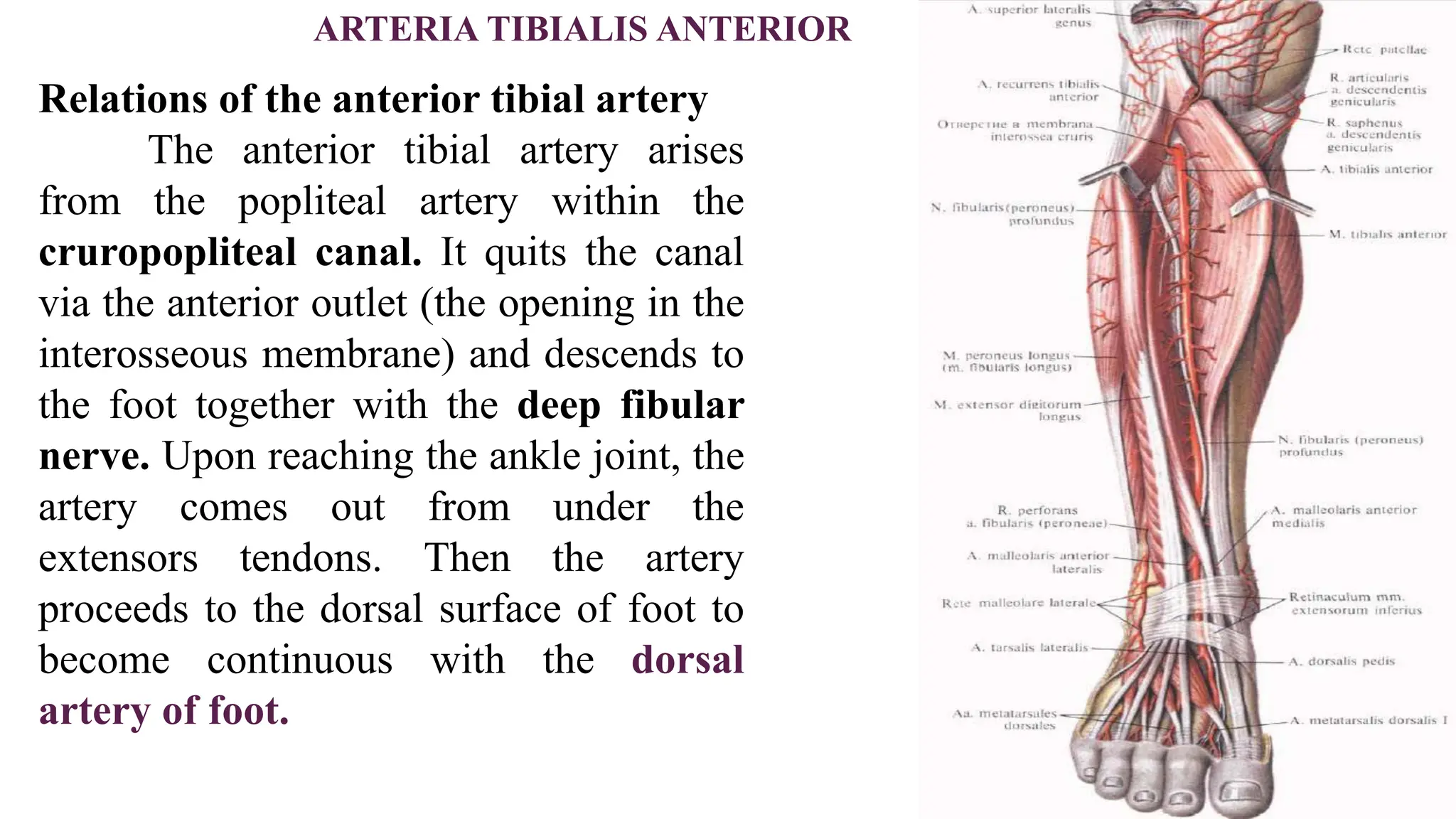 ARTERIA TIBIALIS ANTERIOR
Relations of the anterior tibial artery
The anterior tibial artery arises
from the popliteal artery within the
cruropopliteal canal. It quits the canal
via the anterior outlet (the opening in the
interosseous membrane) and descends to
the foot together with the deep fibular
nerve. Upon reaching the ankle joint, the
artery comes out from under the
extensors tendons. Then the artery
proceeds to the dorsal surface of foot to
become continuous with the dorsal
artery of foot.
 