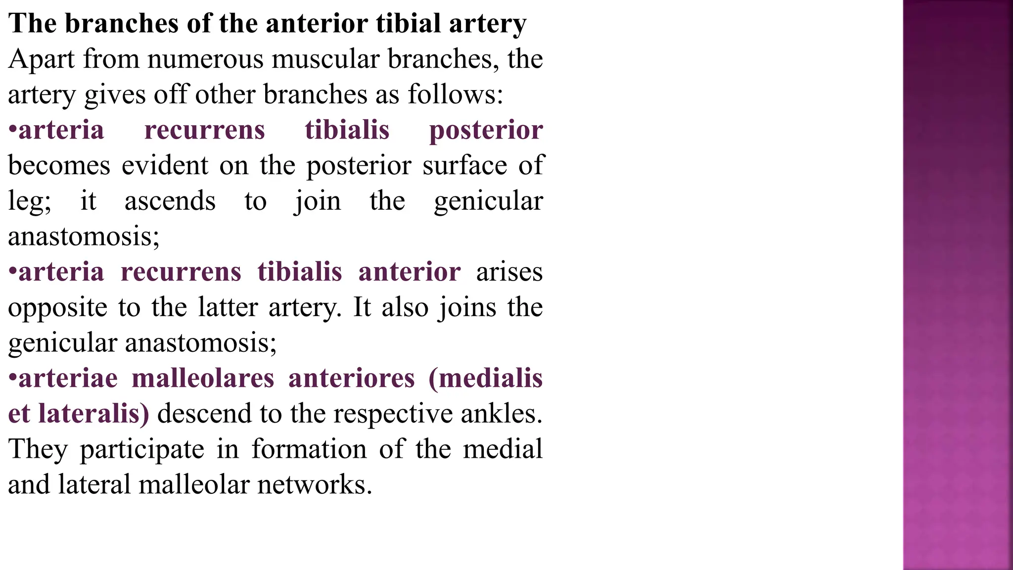 The branches of the anterior tibial artery
Apart from numerous muscular branches, the
artery gives off other branches as follows:
•arteria recurrens tibialis posterior
becomes evident on the posterior surface of
leg; it ascends to join the genicular
anastomosis;
•arteria recurrens tibialis anterior arises
opposite to the latter artery. It also joins the
genicular anastomosis;
•arteriae malleolares anteriores (medialis
et lateralis) descend to the respective ankles.
They participate in formation of the medial
and lateral malleolar networks.
 