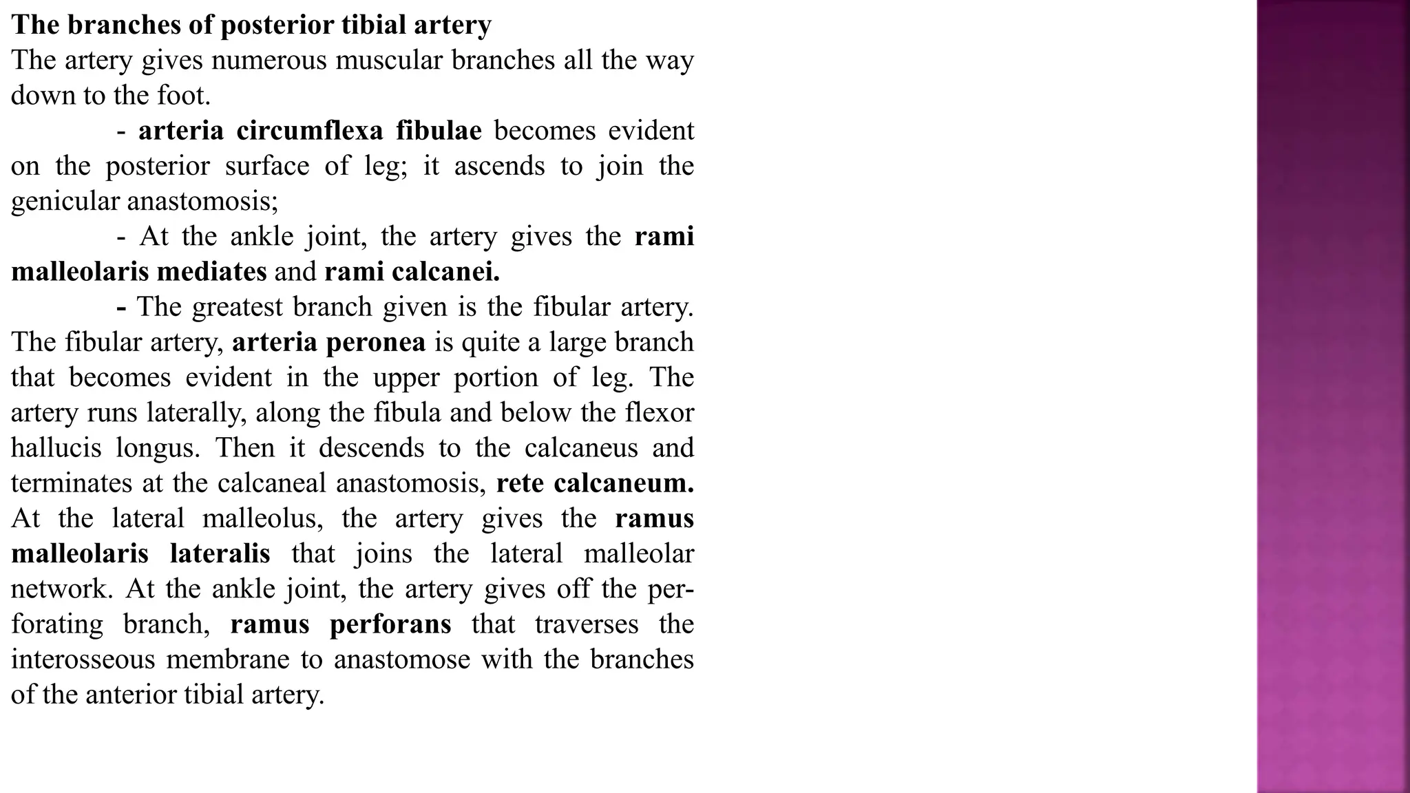 The branches of posterior tibial artery
The artery gives numerous muscular branches all the way
down to the foot.
- arteria circumflexa fibulae becomes evident
on the posterior surface of leg; it ascends to join the
genicular anastomosis;
- At the ankle joint, the artery gives the rami
malleolaris mediates and rami calcanei.
- The greatest branch given is the fibular artery.
The fibular artery, arteria peronea is quite a large branch
that becomes evident in the upper portion of leg. The
artery runs laterally, along the fibula and below the flexor
hallucis longus. Then it descends to the calcaneus and
terminates at the calcaneal anastomosis, rete calcaneum.
At the lateral malleolus, the artery gives the ramus
malleolaris lateralis that joins the lateral malleolar
network. At the ankle joint, the artery gives off the per-
forating branch, ramus perforans that traverses the
interosseous membrane to anastomose with the branches
of the anterior tibial artery.
 