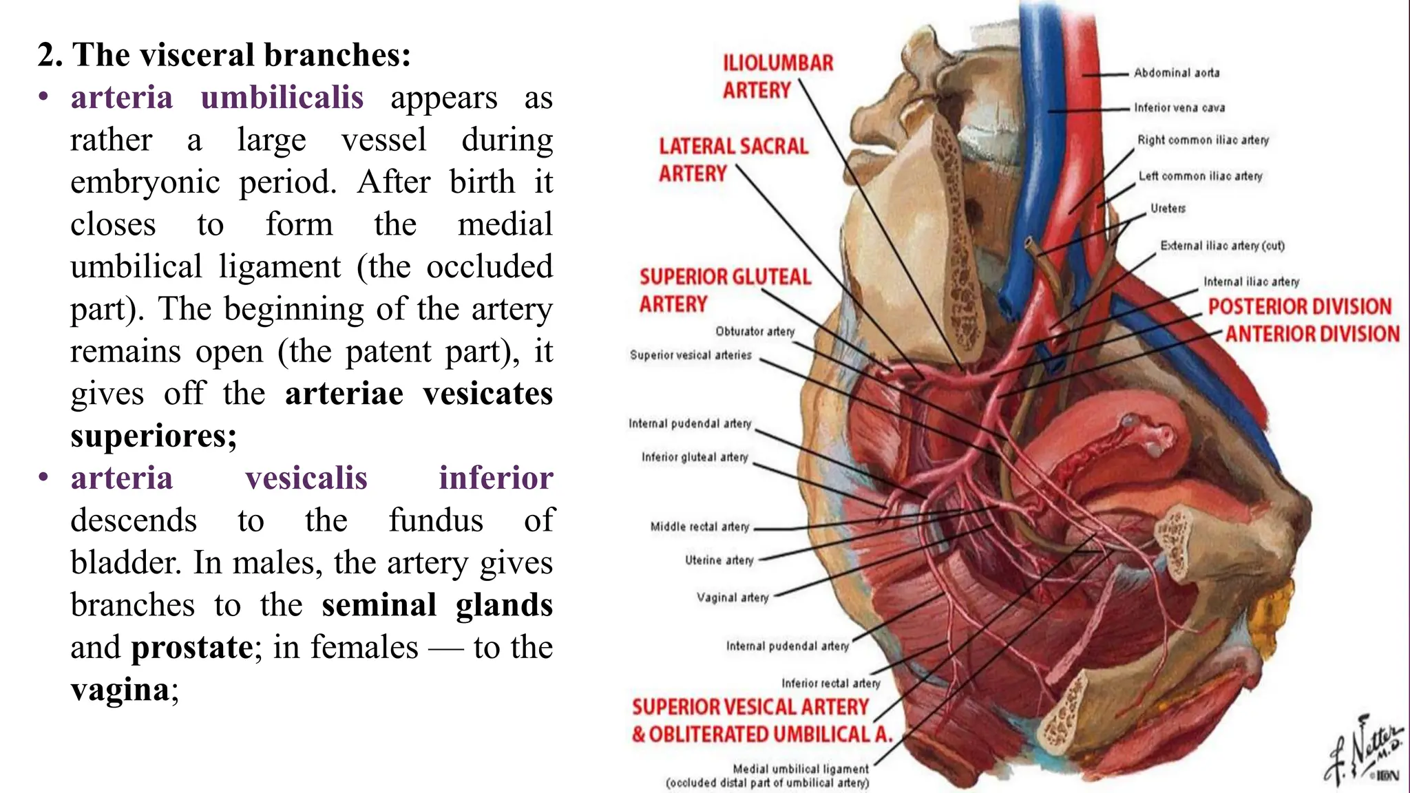 2. The visceral branches:
• arteria umbilicalis appears as
rather a large vessel during
embryonic period. After birth it
closes to form the medial
umbilical ligament (the occluded
part). The beginning of the artery
remains open (the patent part), it
gives off the arteriae vesicates
superiores;
• arteria vesicalis inferior
descends to the fundus of
bladder. In males, the artery gives
branches to the seminal glands
and prostate; in females — to the
vagina;
 