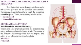 THE COMMON ILIAC ARTERY, ARTERIA ILIACA
COMMUNIS
The abdominal aorta diverges at sharp angle
(60-70°) to give rise to the common iliac arteries.
Each artery descends laterally to reach the respective
sacroiliac joint. There, the arteries give rise to the
• external and
• internal iliac arteries.
ARTERIA ILIACA INTERNA
Relations of the internal iliac artery
The internal iliac artery arises from the common iliac
artery and descends to the lesser pelvis. The artery is
the principal nourishing vessel for this region. The
artery gives off numerous branches, both
Parietal
visceral.
 