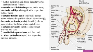 • Within the ischio-anal fossa, the artery gives
the branches as follows:
a) arteria rectalis inferior passes to the anus;
b) arteria bulbi penis supplies the respective
bulb of penis;
c) arteria dorsalis penis (clitoridis) passes
below skin (to the penis or clitoris respectively);
d) arteria profunda penis (clitoridis) take the
same route as the latter arteries yet deeper;
e) arteria perinealis supplies the perineal
muscles and skin;
f) rami labiales posteriores and the rami
scrotales posteriores supply the respective
external genitals.
 