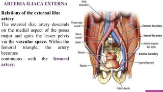 ARTERIA ILIACA EXTERNA
Relations of the external iliac
artery
The external iliac artery descends
on the medial aspect of the psoas
major and quits the lesser pelvis
via the vascular space. Within the
femoral triangle, the artery
becomes
continuous with the femoral
artery.
 