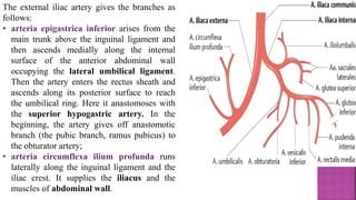 The external iliac artery gives the branches as
follows:
• arteria epigastrica inferior arises from the
main trunk above the inguinal ligament and
then ascends medially along the internal
surface of the anterior abdominal wall
occupying the lateral umbilical ligament.
Then the artery enters the rectus sheath and
ascends along its posterior surface to reach
the umbilical ring. Here it anastomoses with
the superior hypogastric artery. In the
beginning, the artery gives off anastomotic
branch (the pubic branch, ramus pubicus) to
the obturator artery;
• arteria circumflexa ilium profunda runs
laterally along the inguinal ligament and the
iliac crest. It supplies the iliacus and the
muscles of abdominal wall.
 