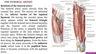 Relations of the femoral artery
The femoral artery arises directly from the
external iliac artery. The arteries are delimited
by the inferior border of the inguinal
ligament. On leaving the vascular space, the
artery appears within the femoral triangle
together with the femoral nerve (found laterally)
and the femoral vein (found medially).
Pulsation of the artery is palpable below the
inguinal ligament in the area related to the
vascular space. Within the femoral triangle, the
artery runs along the iliopectineal groove and
then along the femoral groove. From the femo-
ral groove, the artery proceeds to the adductor
canal, which leads it to the popliteal fossa.
Here it becomes continuous with the popliteal
artery.
THE FEMORALARTERY
 