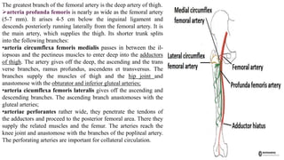 The greatest branch of the femoral artery is the deep artery of thigh.
arteria profunda femoris is nearly as wide as the femoral artery
(5-7 mm). It arises 4-5 cm below the inguinal ligament and
descends posteriorly running laterally from the femoral artery. It is
the main artery, which supplies the thigh. Its shorter trunk splits
into the following branches:
•arteria circumflexa femoris medialis passes in between the il-
iopsoas and the pectineus muscles to enter deep into the adductors
of thigh. The artery gives off the deep, the ascending and the trans
verse branches, ramus profundus, ascendens et transversus. The
branches supply the muscles of thigh and the hip joint and
anastomose with the obturator and inferior gluteal arteries;
•arteria cicumflexa femoris lateralis gives off the ascending and
descending branches. The ascending branch anastomoses with the
gluteal arteries;
•arteriae perforantes rather wide, they penetrate the tendons of
the adductors and proceed to the posterior femoral area. There they
supply the related muscles and the femur. The arteries reach the
knee joint and anastomose with the branches of the popliteal artery.
The perforating arteries are important for collateral circulation.
 