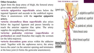 Other branches
Apart from the deep artery of thigh, the femoral artery
gives some smaller arteries:
•arteria epigastrica superficialis arises below the
inguinal ligament and ascends to the umbilical region.
There it anastomoses with the superior epigastric
artery.
•arteria circumflexa ilium superficialis also arises
below the inguinal ligament and passes laterally to
reach the anterior superior iliac spine. The artery
supplies the neighboring soft tissues;
•arteriae pudendae externae (superficiales et
profundae) are small branches that supply the scrotum
(or the labia majores);
•arteria descendens genu arises within the adductor
canal. Together with the saphenous nerve, the artery
leaves the canal via the anterior opening and terminates
at the knee joint (it forms the genicular anastomosis).
THE FEMORALARTERY
 