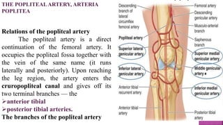 THE POPLITEALARTERY, ARTERIA
POPLITEA
Relations of the popliteal artery
The popliteal artery is a direct
continuation of the femoral artery. It
occupies the popliteal fossa together with
the vein of the same name (it runs
laterally and posteriorly). Upon reaching
the leg region, the artery enters the
cruropopliteal canal and gives off its
two terminal branches — the
anterior tibial
posterior tibial arteries.
The branches of the popliteal artery
 
