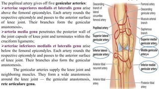 The popliteal artery gives off five genicular arteries:
arteriae superiores medialis et lateralis genu arise
above the femoral epicondyles. Each artery rounds the
respective epicondyle and passes to the anterior surface
of knee joint. Their branches form the genicular
anastomosis-,
arteria media genu penetrates the posterior wall of
the joint capsule of knee joint and terminates within the
cruciform ligaments;
arteriae inferiores medialis et lateralis genu arise
below the femoral epicondyles. Each artery rounds the
respective epicondyle and passes to the anterior surface
of knee joint. Their branches also form the genicular
anastomosis.
The genicular arteries supply the knee joint and
neighboring muscles. They form a wide anastomosis
around the knee joint — the genicular anastomosis,
rete articulare genu.
 