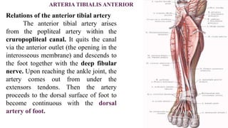 ARTERIA TIBIALIS ANTERIOR
Relations of the anterior tibial artery
The anterior tibial artery arises
from the popliteal artery within the
cruropopliteal canal. It quits the canal
via the anterior outlet (the opening in the
interosseous membrane) and descends to
the foot together with the deep fibular
nerve. Upon reaching the ankle joint, the
artery comes out from under the
extensors tendons. Then the artery
proceeds to the dorsal surface of foot to
become continuous with the dorsal
artery of foot.
 