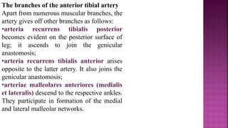 The branches of the anterior tibial artery
Apart from numerous muscular branches, the
artery gives off other branches as follows:
•arteria recurrens tibialis posterior
becomes evident on the posterior surface of
leg; it ascends to join the genicular
anastomosis;
•arteria recurrens tibialis anterior arises
opposite to the latter artery. It also joins the
genicular anastomosis;
•arteriae malleolares anteriores (medialis
et lateralis) descend to the respective ankles.
They participate in formation of the medial
and lateral malleolar networks.
 