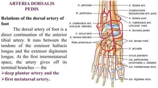 Relations of the dorsal artery of
foot
The dorsal artery of foot is a
direct continuation of the anterior
tibial artery. It runs between the
tendons of the extensor hallucis
longus and the extensor digitorum
longus. At the first intermetatarsal
space, the artery gives off its
terminal branches — the
deep plantar artery and the
first metatarsal artery.
ARTERIA DORSALIS
PEDIS
 