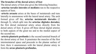 The branches of the dorsal artery of foot
The dorsal artery of foot also gives the following branches:
-arteriae tarsales laterales et mediates run to the respective
aspects of foot;
-arteria arcuata arises at the bases of metatarsals and runs
laterally to anastomose with the lateral tarsal artery. The arch
formed gives off the, arteriae metatarsals dorsales (2
through 5), which split into the arteriae digitales dorsales;
the first dorsal metatarsal artery arises directly from the
dorsal artery of foot. It gives off three dorsal digital arteries
to both aspects of the great toe and to the medial aspect of
the second toe;
-arteria plantaris profunda is the second terminal branch of
the dorsal artery of foot. It penetrates the muscles of the first
intermetatarsal space and proceeds to the plantar surface of
foot; there it anastomoses with the lateral plantar artery to
form the arcus plantaris profundus.
 