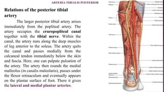 Relations of the posterior tibial
artery
The larger posterior tibial artery arises
immediately from the popliteal artery. The
artery occupies the cruropopliteal canal
together with the tibial nerve. Within the
canal, the artery runs along the deep muscles
of leg anterior to the soleus. The artery quits
the canal and passes medially from the
calcaneal tendon immediately below the skin
and fascia. Here, one can palpate pulsation of
the artery. The artery then rounds the medial
malleolus (in canalis maleolaris), passes under
the flexor retinaculum and eventually appears
on the plantar surface of foot. There it gives
the lateral and medial plantar arteries.
ARTERIA TIBIALIS POSTERIOR
 