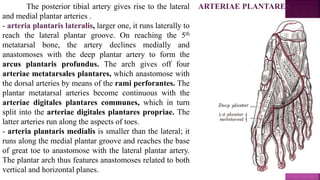ARTERIAE PLANTARES
The posterior tibial artery gives rise to the lateral
and medial plantar arteries .
- arteria plantaris lateralis, larger one, it runs laterally to
reach the lateral plantar groove. On reaching the 5th
metatarsal bone, the artery declines medially and
anastomoses with the deep plantar artery to form the
arcus plantaris profundus. The arch gives off four
arteriae metatarsales plantares, which anastomose with
the dorsal arteries by means of the rami perforantes. The
plantar metatarsal arteries become continuous with the
arteriae digitales plantares communes, which in turn
split into the arteriae digitales plantares propriae. The
latter arteries run along the aspects of toes.
- arteria plantaris medialis is smaller than the lateral; it
runs along the medial plantar groove and reaches the base
of great toe to anastomose with the lateral plantar artery.
The plantar arch thus features anastomoses related to both
vertical and horizontal planes.
 