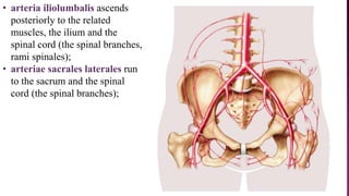 • arteria iliolumbalis ascends
posteriorly to the related
muscles, the ilium and the
spinal cord (the spinal branches,
rami spinales);
• arteriae sacrales laterales run
to the sacrum and the spinal
cord (the spinal branches);
 