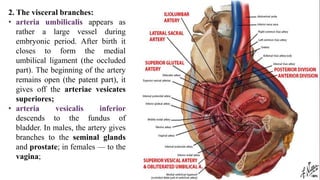 2. The visceral branches:
• arteria umbilicalis appears as
rather a large vessel during
embryonic period. After birth it
closes to form the medial
umbilical ligament (the occluded
part). The beginning of the artery
remains open (the patent part), it
gives off the arteriae vesicates
superiores;
• arteria vesicalis inferior
descends to the fundus of
bladder. In males, the artery gives
branches to the seminal glands
and prostate; in females — to the
vagina;
 