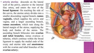 • arteria uterina descends on the lateral
wall of the pelvis, anterior to the internal
iliac artery, and enters the root of the
broad ligament. On reaching the side of
the cervix, the uterine artery divides into a
smaller descending vaginal branch, ramus
vaginalis, which supplies the cervix and
vagina, and a larger ascending branch,
ramus ascendens, which runs along the
lateral margin of the uterus, supplying the
body and fundus of the uterus. The
ascending branch bifurcates into ovarian
and tubal branches, ramus ovaricus et
tubarius, which continue within the broad
ligament to supply the medial ends of the
ovary and uterine tube and anastomose
with the ovarian and tubal branches of the
ovarian artery;
 